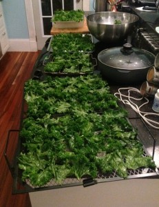 kale photo med kale photo med